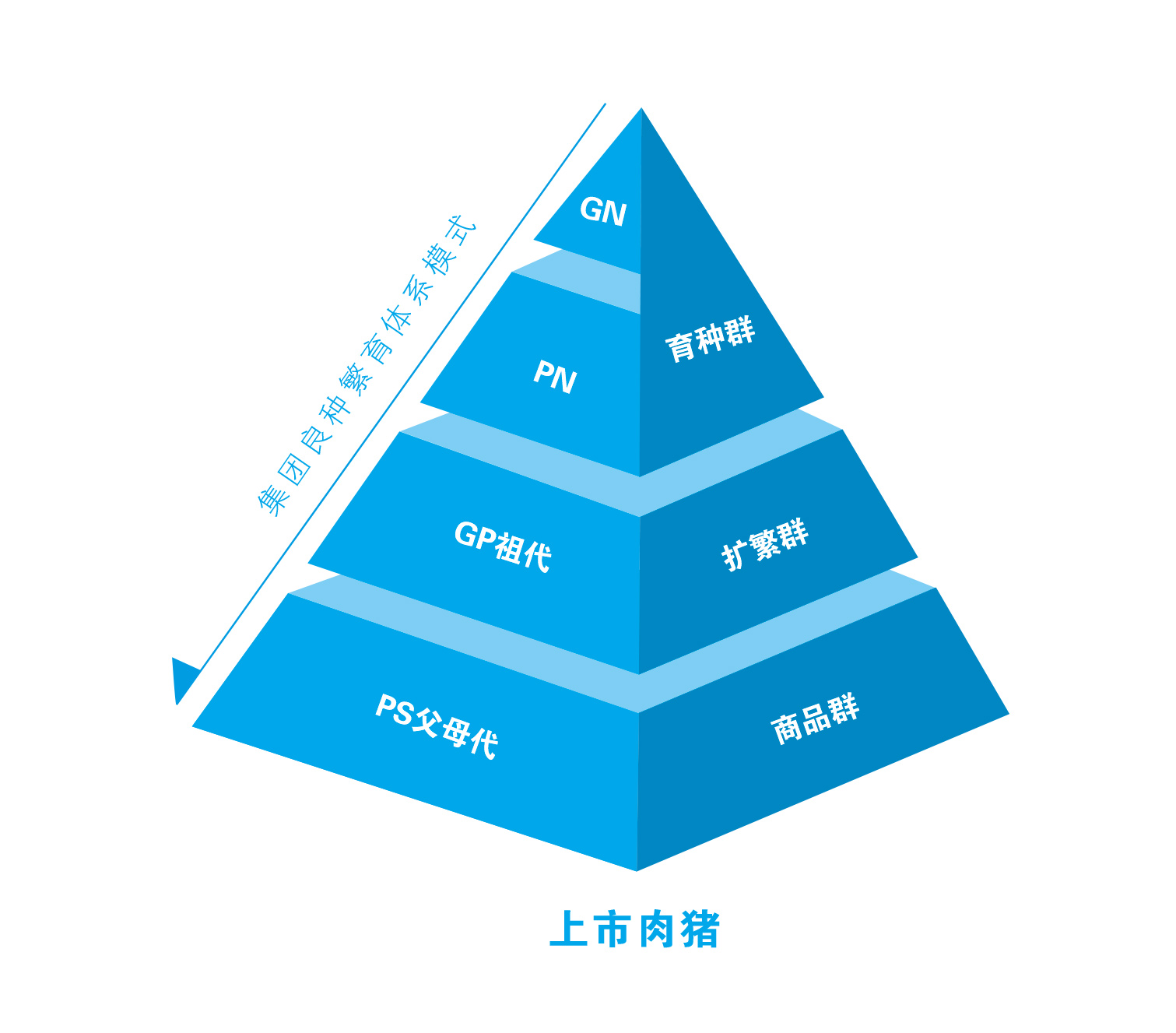 篮球基本规则讲解